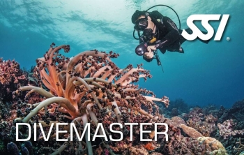 Encadrement professionnel Divemaster Koh Tao