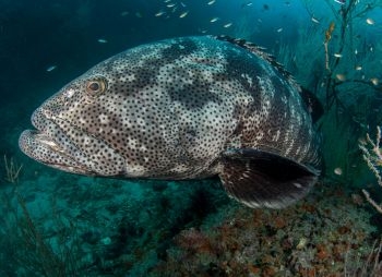 M&eacute;rou observ&eacute; en plong&eacute;e &agrave; Koh Tao