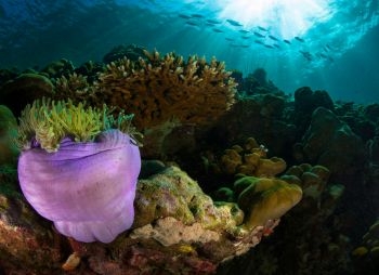 aquatao : plong&eacute;e koh tao