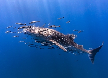Requin baleine sur un site de Koh Tao