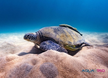 Bateau AquaTao en sortie plong&eacute;e