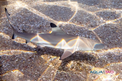 Observation d'un requin de r&eacute;cif en Snorkeling en Palme masque tuba &agrave; Koh Tao avec AquaTao