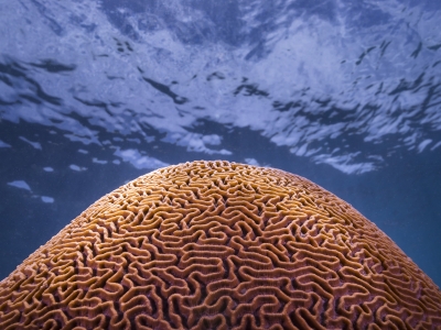 Observation d'un corail &agrave; Koh Tao