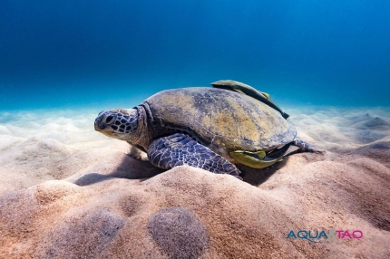 Observation d'une tortue pendant un bapt&ecirc;me de plong&eacute;e &agrave; Koh Tao par AquaTao