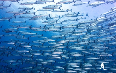 Plongeuse sous l'eau en Open Water &agrave; Koh Tao avec AquaTao